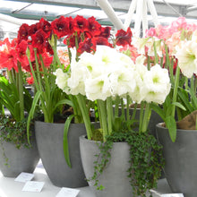 Afbeelding in Gallery-weergave laden, Amaryllis (Hippeastrum) gemengde kleuren