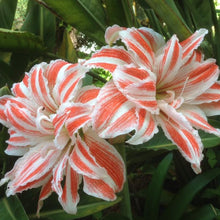 Afbeelding in Gallery-weergave laden, Amaryllis (Hippeastrum) Dancing Queen®, mooie dubbelbloemige amaryllis