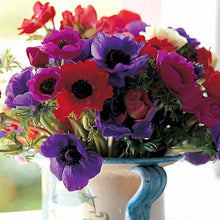 Afbeelding in Gallery-weergave laden, Anemonen De Caen gemengd. (Anemoon Coronaria) Mooie mengeling van kleuren. Zeer leuk als snijbloem.