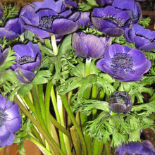 Afbeelding in Gallery-weergave laden, Anemonen zijn heerlijke snijbloemen die zeer lang houden. Kijk op onze webshop voor ons assortiment Anemonen