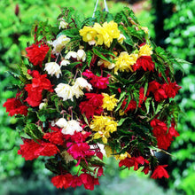 Afbeelding in Gallery-weergave laden, Begonia Pendula gemengd