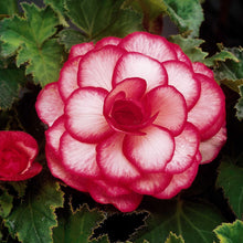 Charger l'image dans la galerie, Begonia Bouton de Rose, heerlijke tweekleurige dubbele begonia