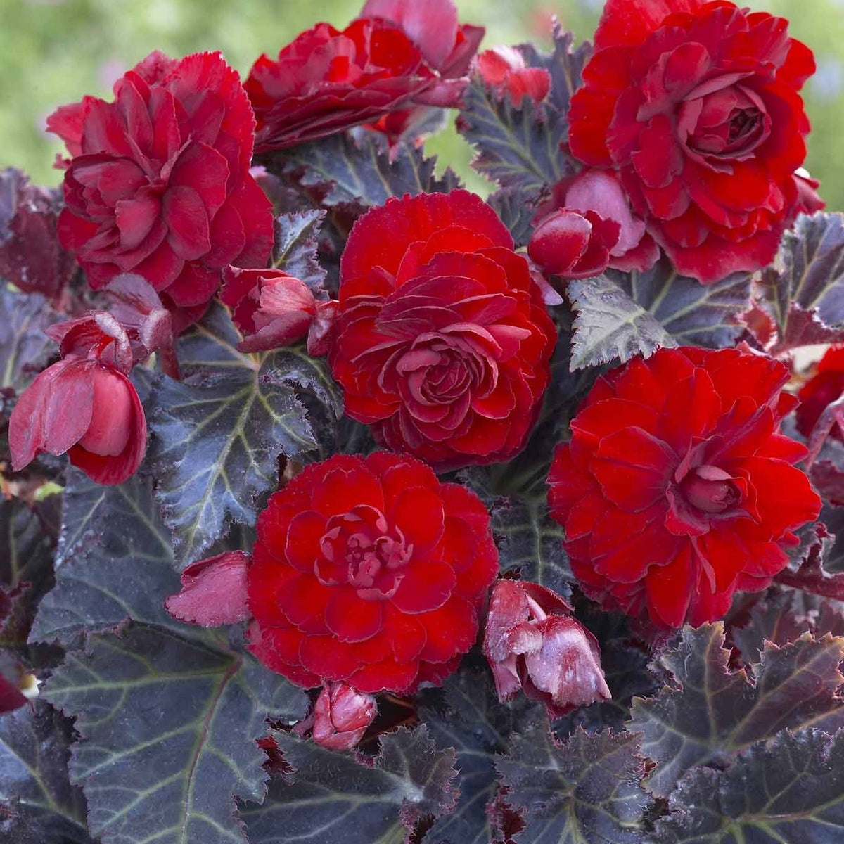 Begonia maxima Switzerland – Alkemade bloembollen