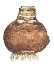 Afbeelding in Gallery-weergave laden, Amaryllis bol
