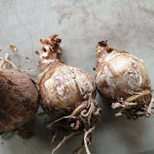 Afbeelding in Gallery-weergave laden, Ismene Sulphur Queen (Hymenocallis). Ook geschikt voor op het balkon of terras.