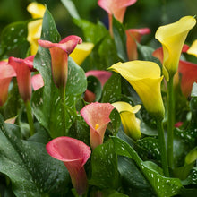 Afbeelding in Gallery-weergave laden, Zantedeschia (Calla) gemengd