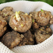 Afbeelding in Gallery-weergave laden, Wanneer je zomerbloembollen kopen?   Bestel ze nu eenvoudig online en plant ze dit voorjaar voor een mooie kleurrijke tuin of terras in de zomer!