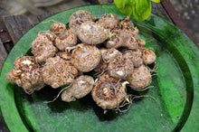 Charger l'image dans la galerie, Grote donkerpurperen, bijna zwarte bloemen met wit gespikkeld blad.