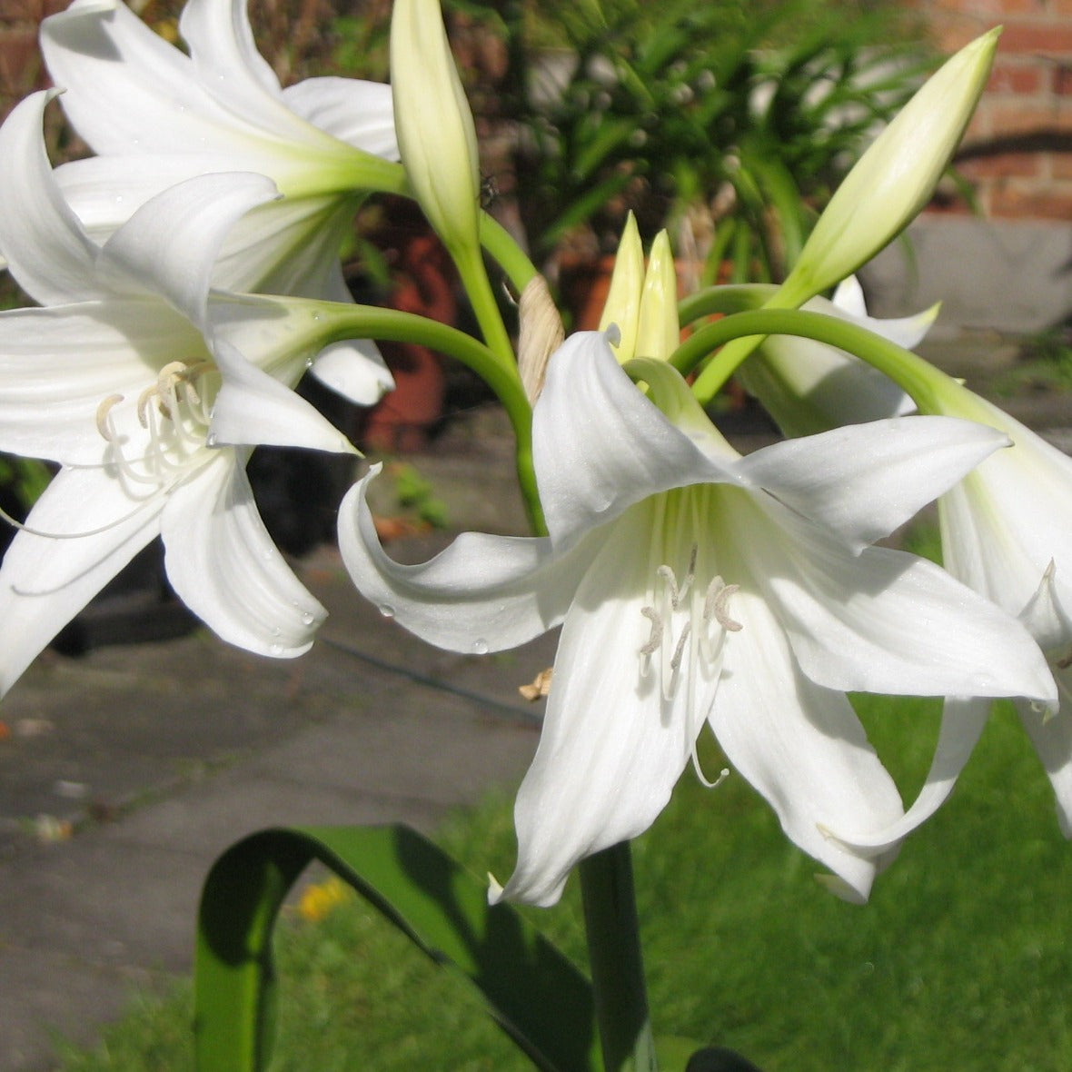 white spider crinum lily amoenum Crinum Album (Powell lily, Spider lily) – Alkemade bloembollen