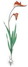 Afbeelding in Gallery-weergave laden, De naam Crocosmia komt van Grieks krokos: saffraan en osme: geur, dit is een verwijzing naar de sterke geur van saffraan als de gedroogde bloemen in warm water worden gedaan.