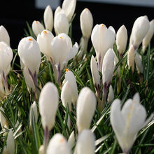 Charger l'image dans la galerie, Krokus wit  ‘Jeanne d’Arc’  (Krokus Vernus- grootbloemig)  Klassieke witte soort.   Zeer geschikt voor verwildering.