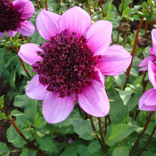 Afbeelding in Gallery-weergave laden, Dahlia Blue Bayou is zeer geliefd en drukbezocht door bijen en vlinders. Bestel uw Dahlia's nu eenvoudig online