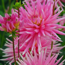 Charger l'image dans la galerie, Dahlia Park Princess. Laagblijvende cactus dahlia, dus ook zeer geschikt voor potcultuur. Semi-cactus