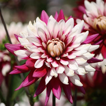 Load image into Gallery viewer, Deze Decoratieve dahlia verandert van kleur in de loop der tijd. De bloemen starten donkerwijnrood en vormen vanuit het centrum helderwitte lintbloemen, die langzamerhand zich ontplooien en het rood overgroeien