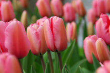 Afbeelding in Gallery-weergave laden, Tulp Pink Impression, een sterke darwin tulp geschikt voor elke tuin.