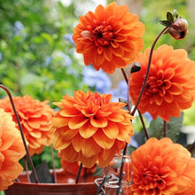 Afbeelding in Gallery-weergave laden, Dahlia David Howard. Bestel nu uw Dahlia's eenvoudig en makkelijk online
