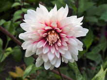 Load image into Gallery viewer, Deze Decoratieve dahlia verandert van kleur in de loop der tijd. De bloemen starten donkerwijnrood en vormen vanuit het centrum helderwitte lintbloemen, die langzamerhand zich ontplooien en het rood overgroeien