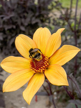 Charger l'image dans la galerie, Bishop Of York, bijvriendelijke Dalhia