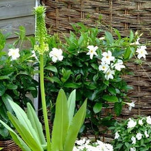 Afbeelding in Gallery-weergave laden, Een imposante verschijning gezien zijn afmetingen. Dit is de hoogste onder de Eucomis soorten