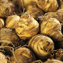 Afbeelding in Gallery-weergave laden, Bollen van Eucomis Bicolor (ananasbloem)