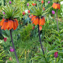 Charger l'image dans la galerie, Keizerskroon (Fritillaria Aurora)