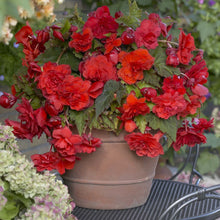 Charger l'image dans la galerie, Begonia Odorata Red Glory rood, lekker geurend