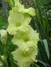 Afbeelding in Gallery-weergave laden, Zeer unieke eigentijdse kleur! Het best te omschrijven als limoen groen.