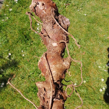 Afbeelding in Gallery-weergave laden, Wortel Hedychium Gardnerianum, bestel ze nu eenvoudig online via onze webwinkel