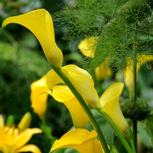 Afbeelding in Gallery-weergave laden, Zantedeschia (Calla) Black Magic