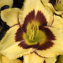 Afbeelding in Gallery-weergave laden, El Desperado, daglelie. Bestel ze nu eenvoudig online en plant ze dit voorjaar