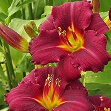 Afbeelding in Gallery-weergave laden, Hemerocallis combineert goed met andere planten in de tuin. Zo staan ze mooi in het gezelschap van Hosta's, Wintervaste Geraniums, Hibiscus, Saponaria en Sedum.