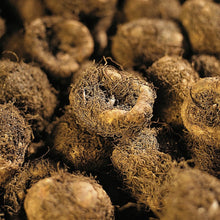 Charger l'image dans la galerie, Begonia knollen plant je met de holle kant naar boven