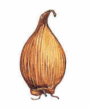 Afbeelding in Gallery-weergave laden, Iris Hollandica Montecito (Hollandse iris). Geel met crème wit