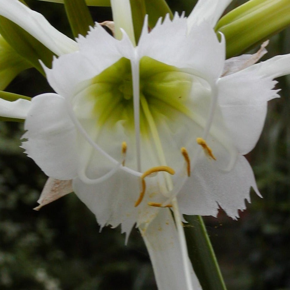 Ismene Festalis (Hymenocallis festalis, Schönhäutchen) – Alkemade  bloembollen