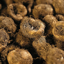 Charger l'image dans la galerie, Die Begonie gibt es in allen möglichen Sorten und Farben. Diese Gartenpflanze hat eine lange Blütezeit, so dass man sich lange an ihr erfreuen kann.