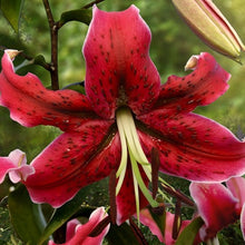 Afbeelding in Gallery-weergave laden, Lilium (lelie) Miss Feya. Donkerrode kleur, met donkere spikkels. Minimaal 140 cm hoog, dus een echte eyecatcher voor de tuin!