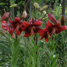 Afbeelding in Gallery-weergave laden, Lelie Strawberry Event, zeer sterke en makkelijk te kweken Aziatische lelie