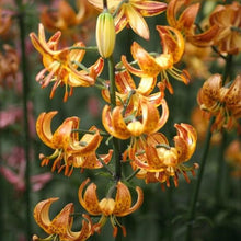 Afbeelding in Gallery-weergave laden, Lilium (lelie) Martagon Sunny Morning Hybride van de Martagon lelie. Deze martagon is goudgeel van kleur met stippen.