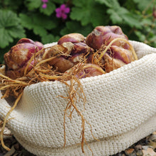 Afbeelding in Gallery-weergave laden, Lelies zijn wintervaste bollen