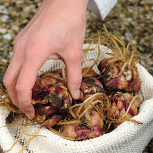 Afbeelding in Gallery-weergave laden, Voorbeeld van een lelie bol. Lelies zijn makkelijk te kweken. Bestel ze nu eenvoudig online