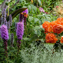 Charger l'image dans la galerie, Liatris spicata. Wanneer je zomerbloembollen kopen? Bestel ze nu eenvoudig online en plant ze dit voorjaar