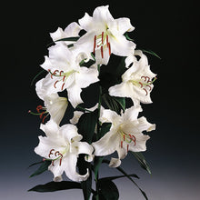 Afbeelding in Gallery-weergave laden, Wanneer je leliebollen niet meteen na aankoop kunt planten, bewaar ze dan op een koele, donkere plaats. Het voorkomt dat de bollen gaan uitlopen.