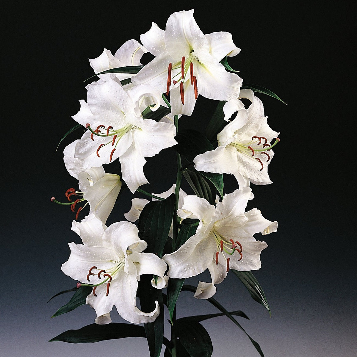 Lilium_Casa_Blanca_1200x1200.