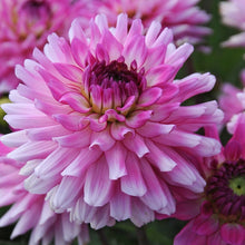 Load image into Gallery viewer, Dahlia Melody Lizza. De Dahlia’s uit de “Melody” serie zijn allemaal vrij compact en daarom ook zeer geschikt voor beplanting op terras of patio.