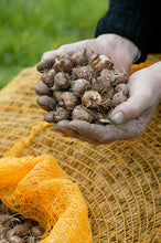 Afbeelding in Gallery-weergave laden, De knollen van montbretia. Warme zomers bloemen!