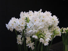 Afbeelding in Gallery-weergave laden, De paperwhite behoort tot de tazettagroep . Hij staat het meest bekend als kamernarcis