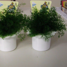 Afbeelding in Gallery-weergave laden, Neptunus plantje in plastieken potje