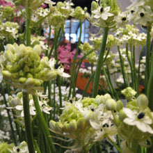 Afbeelding in Gallery-weergave laden, Ornithogalum Saundersiae