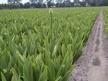 Afbeelding in Gallery-weergave laden, Ornithogalum Saundersiae. Bestel ze nu eenvoudig online en plant ze dit voorjaar voor een mooie kleurrijke tuin of terras in de zomer!