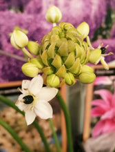Afbeelding in Gallery-weergave laden, Ster van Bethlehem (Ornithogalum Saundersiae). Bestel ze nu eenvoudig online en plant ze dit voorjaar voor een mooie kleurrijke tuin of terras in de zomer!